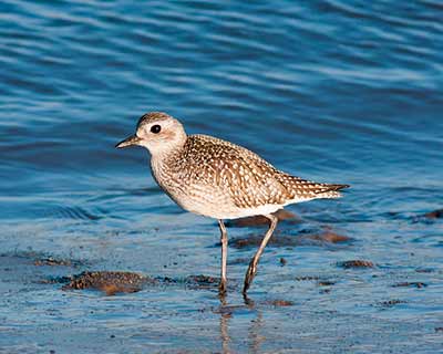 Black-bellied Plover