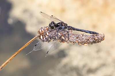 Black Darter