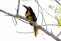 Collared Aracari