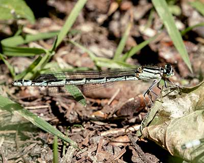 Common Bluet