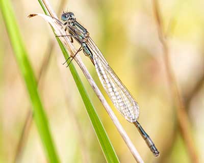 Common Bluetail