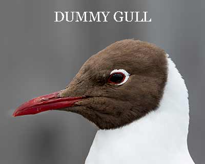 Black-headed Gull