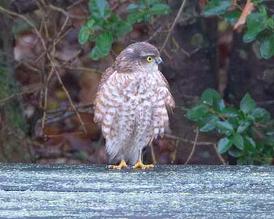Eurasian Sparrowhawk